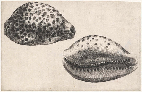 Schelp, cypraea tigris, Wenceslaus Hollar, 1644 - 1652 Canvas Print