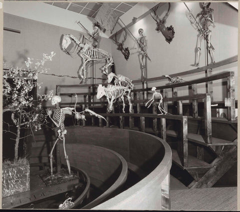 Reconstruction of the Theatrum Anatomicum with skeletons of humans and animals and on the right the instrument cabinet, c. 1975 Canvas Print