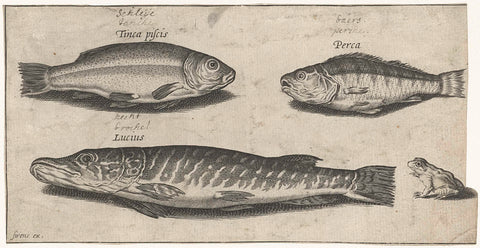 Pike, perch, tench and a frog, Pierre Firens, 1600 - 1638 Canvas Print