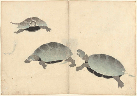 Three Turtles, Nakamura Hôchû, 1826 Canvas Print