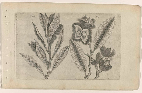 Sage and sweet chestnut, Crispijn van de Passe (I) (attributed to), 1600 - 1604 Canvas Print