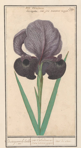 Mourning iris (Iris susiana), Anselm Boëtius de Boodt, 1596 - 1610 Canvas Print