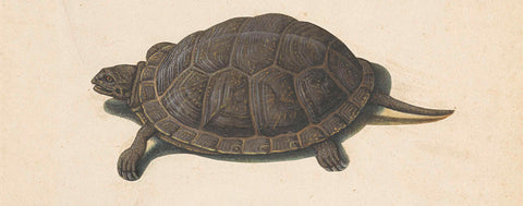 Marsh turtle, anonymous, 1560 - 1585 Canvas Print