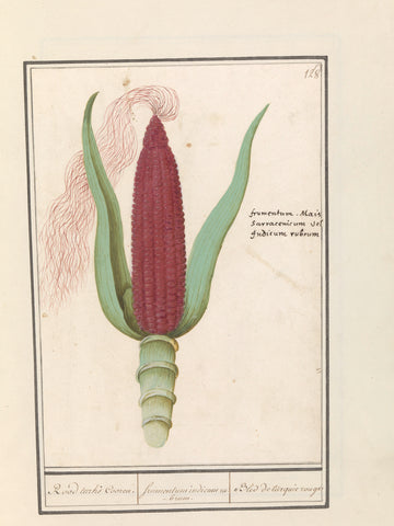 Siermais (Zea mays), Anselm Boëtius de Boodt, 1596 - 1610 Canvas Print