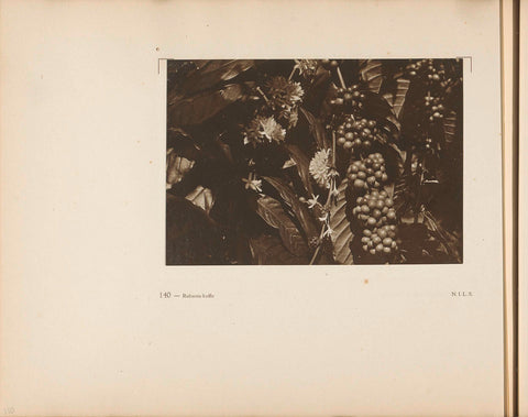 Page 140 of photo book of the General Association of Rubber Planters on the East Coast of Sumatra (A.V.R.O.S.), J.W. Meyster, c. 1924 - c. 1925 Canvas Print