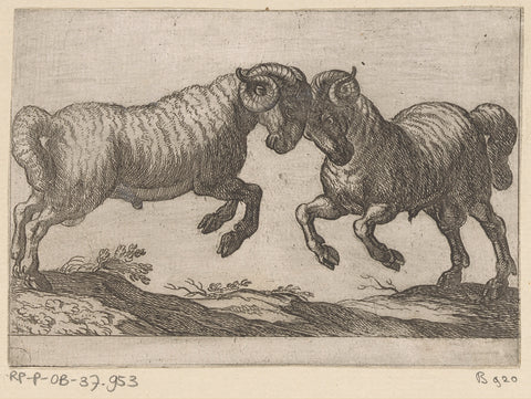 Two fighting rams, Antonio Tempesta, 1600 Canvas Print