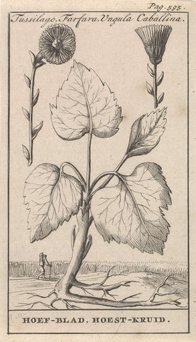 Coltsfoot with cough herb, Caspar Luyken, 1698 Canvas Print