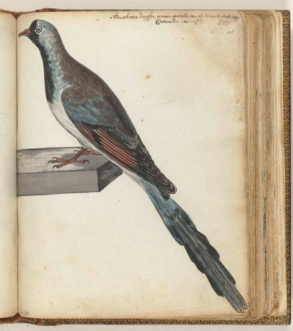 Cape pigeon, Jan Brandes, 1787 Canvas Print