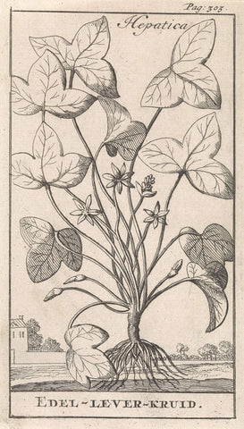 Liverwort, Caspar Luyken, 1698 Canvas Print