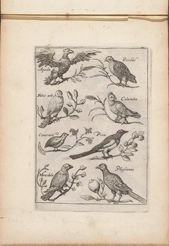 Eagle, partridge and other birds, anonymous, 1635 - 1660 Canvas Print