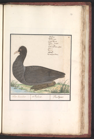 Ckoet (Fulica atra), Anselm Boetius de Boodt, 1596 - 1610 Canvas Print