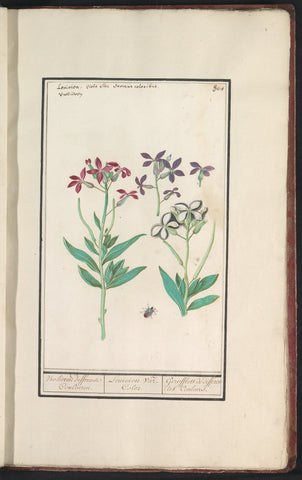 Wallflower (Erysimum cheiri), Anselm Boëtius de Boodt, 1596 - 1610 Canvas Print