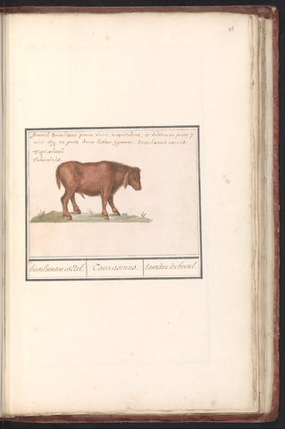 Brazilian cattle (Forest taurus), Anselmus Boëtius de Boodt, 1596 - 1610 Canvas Print