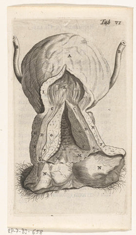 Prints of the Female Reproductive Organs, Hendrik Bary, 1672 Canvas Print