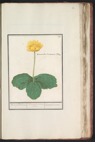 Yellow plump (Nuphar lutea), Anselm Boetius de Boodt, 1596 - 1610 Canvas Print