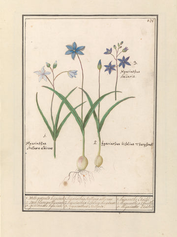 Sterhyacint (Scilla), Anselm Boëtius de Boodt, 1596- 1610 Canvas Print