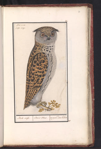 European Scops-Owl, Anselm Boetius de Boodt, 1596 - 1610 Canvas Print