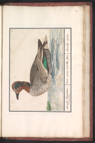 Teal (Anas crecca), Anselm Boëtius de Boodt, 1596 - 1610 Canvas Print