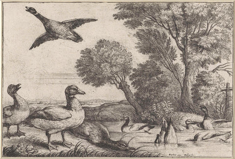 Ducks, Wenceslaus Hollar, 1654 - 1662 Canvas Print