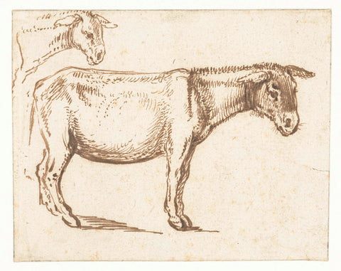 Studies of a Donkey, Jacob de Gheyn (II), 1575 - 1625 Canvas Print