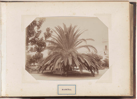 Man sitting on a bench under palm tree on Madeira, anonymous, c. 1885 - c. 1910 Canvas Print