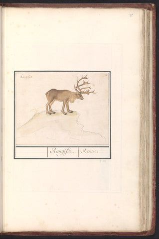 Reindeer (Rangifer tarandus), Anselm Boëtius de Boodt, 1596 - 1610 Canvas Print