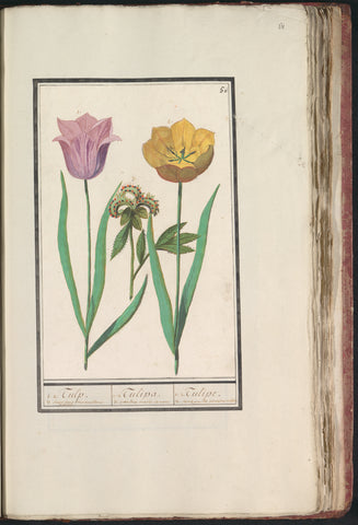 Tulip (Tulipa) and peony (Paeonia), Anselm Boetius de Boodt, 1596 - 1610 Canvas Print