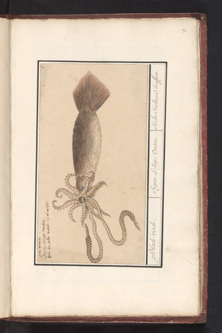 Common squid (Loligo vulgaris), Anselm Boëtius de Boodt, 1596 - 1610 Canvas Print