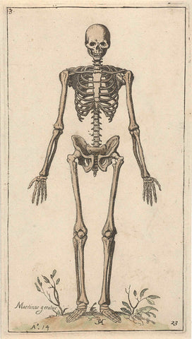 Male skeleton, seen from the front, Pieter Feddes van Harlingen, 1614 Canvas Print