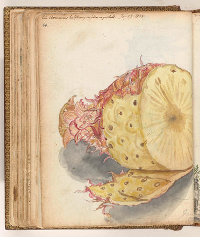 Pineapple, Jan Brandes, 1785 Canvas Print