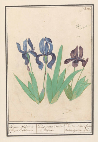 Blue and purple irises (Iris germanica), Anselm Boetius de Boodt, 1596 - 1610 Canvas Print