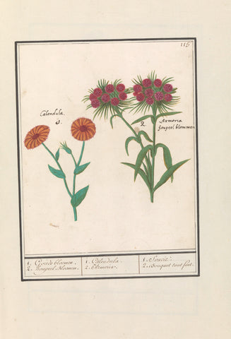 Marigold (Calendula) and Thousand Beauty (Dianthus barbatus), Anselm Boëtius de Boodt, 1596 - 1610 Canvas Print