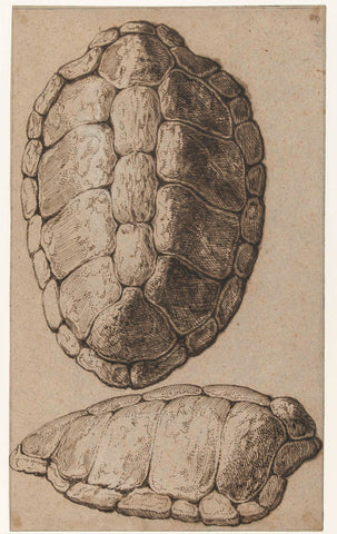 Study of a shell of a tortoise, Jacob de Gheyn (II), 1575 - 1625 Canvas Print