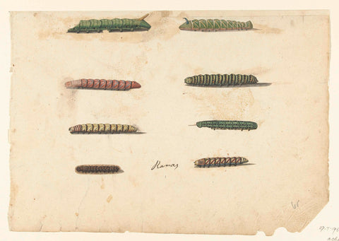 Eight caterpillars, anonymous, 1560 - 1585 Canvas Print