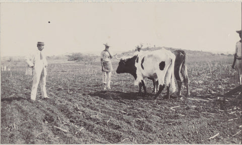 Plantation Malpais, Andries August Boom, 1911 Canvas Print