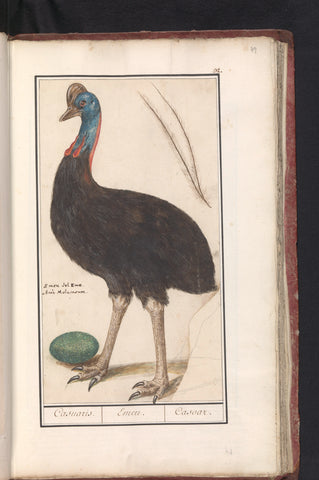 Helmkasuaris (Casuarius casuarius), Anselm Boetius de Boodt, 1596 - 1610 Canvas Print