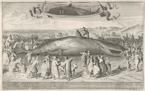 Sperm whale stranded at Egmond aan Zee, 1764, Cornelis van Noorde, 1764 Canvas Print