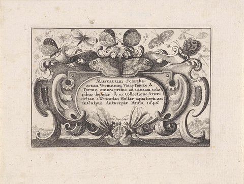 Title print in cartouche for a series with different insects, Wenceslaus Hollar, 1646 Canvas Print