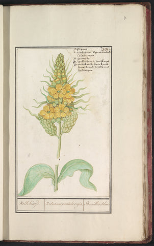 Royal candle (Verbascum thapsus), Anselm Boëtius de Boodt, 1596 - 1610 Canvas Print