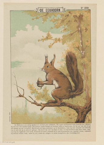 The squirrel, Gordinne, 1894 - 1959 Canvas Print