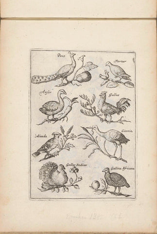 Pauw, pigeon and other birds, anonymous, 1635 - 1660 Canvas Print