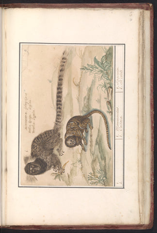 Two common brush monkeys (Callithrix jacchus), Anselm Boëtius de Boodt, 1596 - 1610 Canvas Print