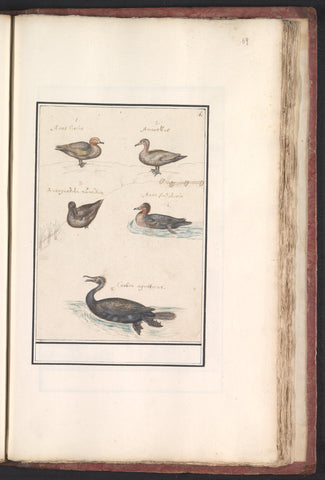 Leaf with four ducks (Anas) and a cormorant (Phalacrocorax carbo), Anselm Boëtius de Boodt, 1596 - 1610 Canvas Print