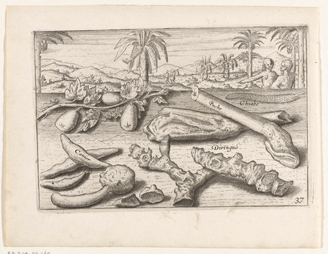 Herbs and tubers on Java, 1596, anonymous, 1646 Canvas Print