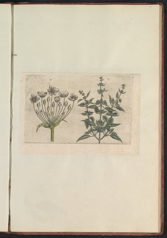 Swan flower (Butomus umbellatus) and small-flowered sage (Salvia verbenaca), anonymous, 1640 Canvas Print