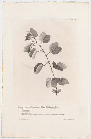 Bauhinia aculeata, Jan Wandelaar, 1738 Canvas Print