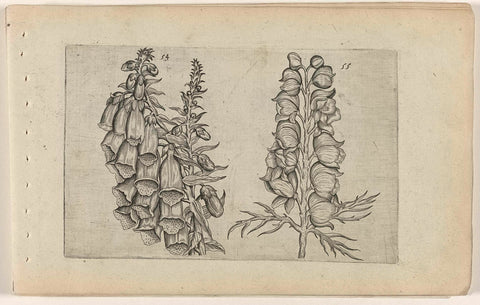 Foxglove and blue monk's cap, Crispijn van de Passe (I) (attributed to), 1600 - 1604 Canvas Print