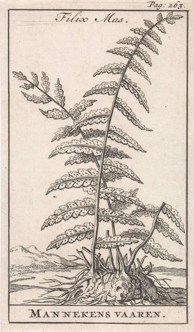 Male fern, Caspar Luyken, 1698 Canvas Print