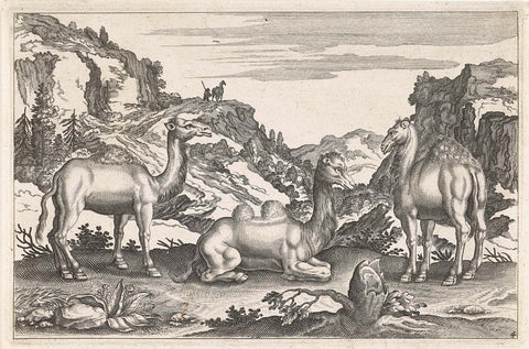 Dromedaries and a Camel, Adriaen Collaert, 1628 - 1679 Canvas Print