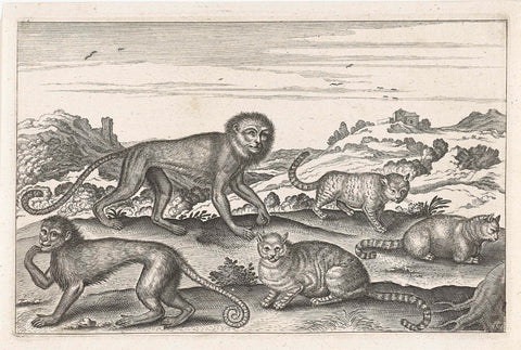 Monkeys and cats, Adriaen Collaert, 1628 - 1679 Canvas Print